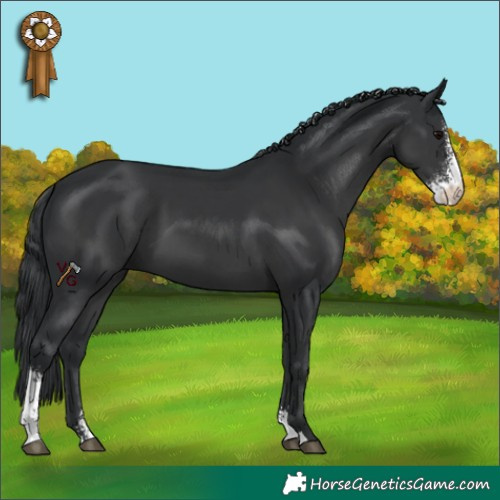 Horse Color:Black Sabino 