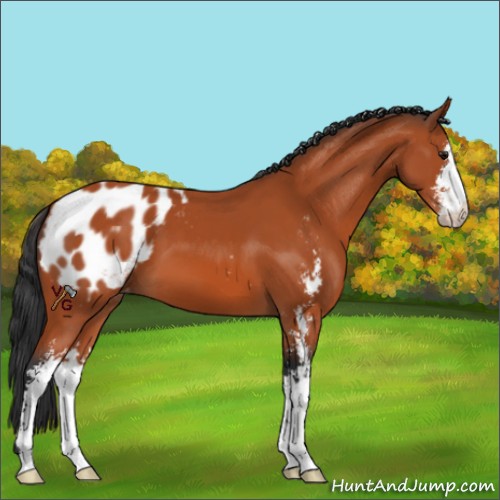 Horse Color:Bay Sabino Appaloosa 