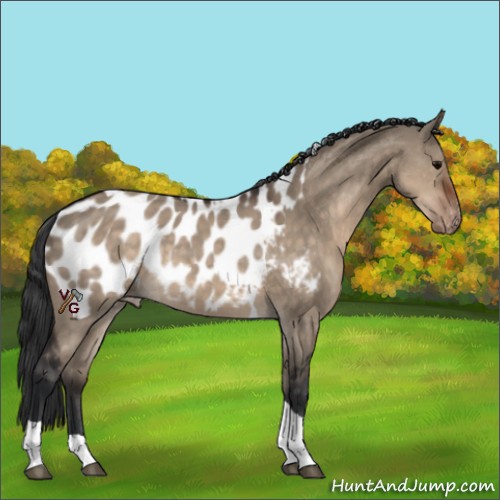 Horse Color:Brown Dun Tobiano Appaloosa 