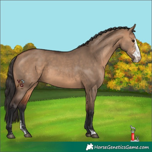 Horse Color:Bay Dun Sabino 