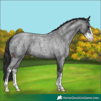 Horse Color:Blue Roan Sabino 