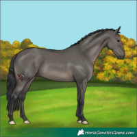 Horse Color:Grullo