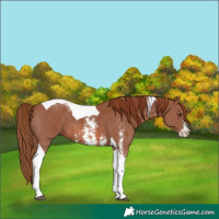 Horse Color:Chestnut Sabino Tobiano 