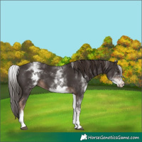 Horse Color:White Spotted Liver Chestnut 
