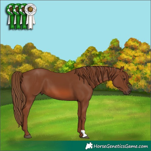 Horse Color:Chestnut 
