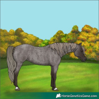Horse Color:Liver Red Roan Mushroom 