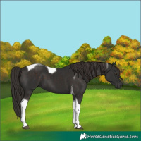 Horse Color:Liver Chestnut Tobiano 