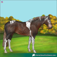 Horse Color:Gray Liver Chestnut Tobiano 