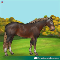 Horse Color:Gray Liver Chestnut Tobiano 