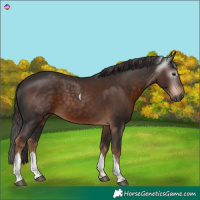 Horse Color:Gray Liver Chestnut Tobiano