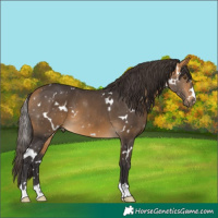 Horse Color:White Spotted Buckskin