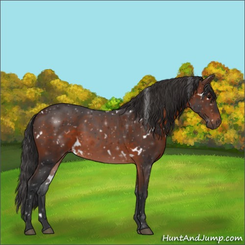 Horse Color:White Spotted Brown 