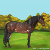 Horse Color:White Spotted Brown 