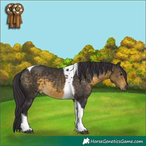 Horse Color:Buckskin Tobiano 