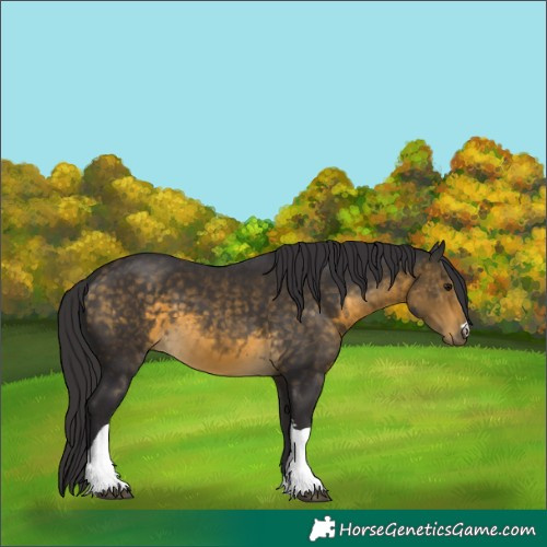 Horse Color:Buckskin Tobiano