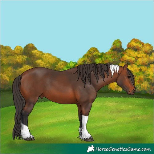 Horse Color:Bay Tobiano 