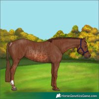 Horse Color:Chestnut  and Chestnut Rabicano 