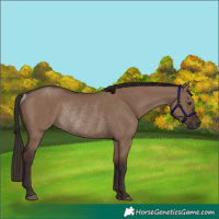 Horse Color:Liver Red Dun Rabicano 