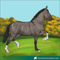 Horse Color:Smoky Grullo Brindle 
