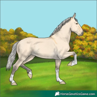 Horse Color:Silver Buckskin Dun 