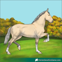 Horse Color:Silver Buckskin Dun