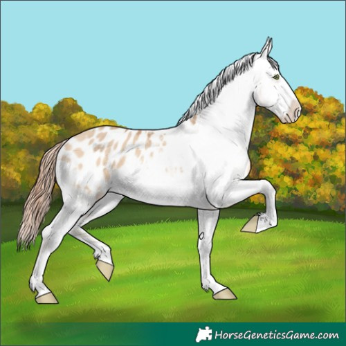 Horse Color:Amber Champagne Dun Appaloosa