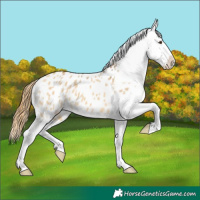 Horse Color:Buckskin Dun Varnish