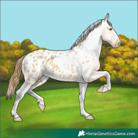 Horse Color:Buckskin Dun Appaloosa 