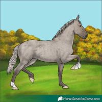 Horse Color:Silver Grullo Roan 