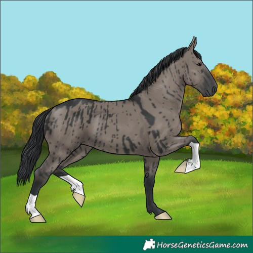 Horse Color:Grullo Brindle 