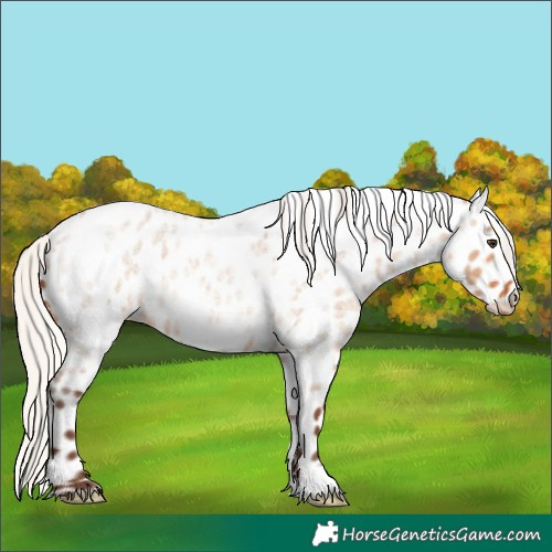 Horse Color:Silver Bay Roan Dun Near Leopard 