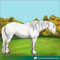 Horse Color:Silver Bay Roan Dun Near Leopard