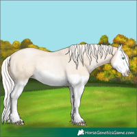 Horse Color:Silver Buckskin Roan Pearl Dun Splash Rabicano 