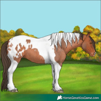 Horse Color:Bay Roan Tobiano Appaloosa