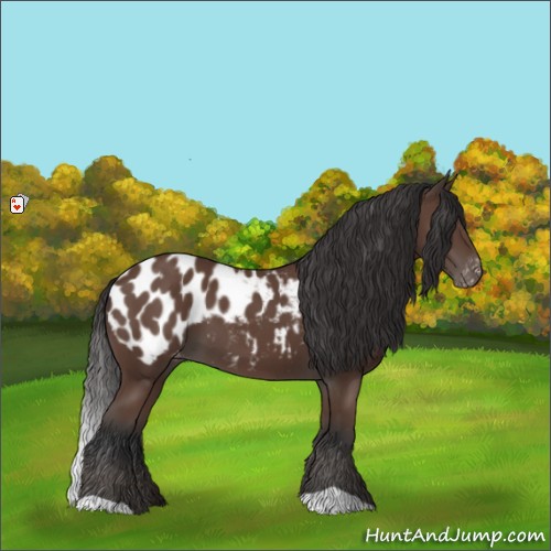 Horse Color:Bay Appaloosa 