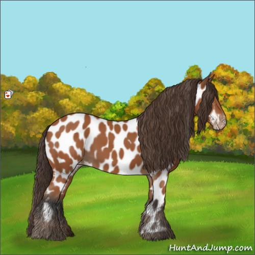 Horse Color:Bay Appaloosa 