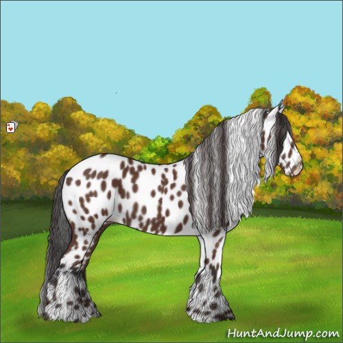 Horse Color:Bay Appaloosa 