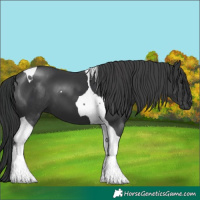 Horse Color:Black Tobiano 