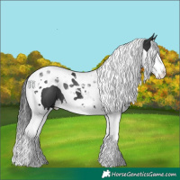 Horse Color:Black Splash Tobiano