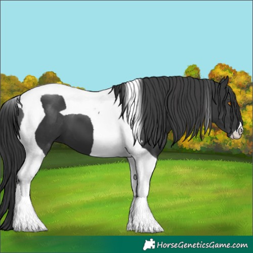 Horse Color:Black Tobiano