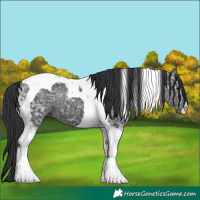 Horse Color:Black Ice Tobiano 
