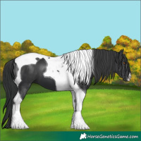Horse Color:Black Tobiano 