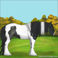 Horse Color:Black Tobiano