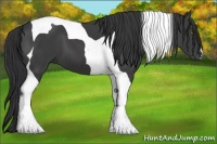 Horse Color:Black Tobiano 