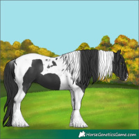 Horse Color:Black Tobiano 