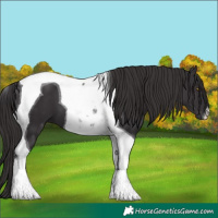 Horse Color:Smoky Black Tobiano 