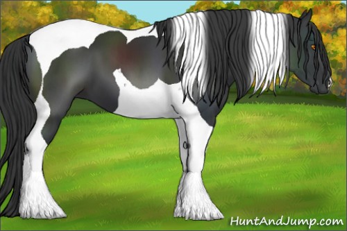 Horse Color:Black Tobiano 