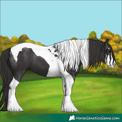 Horse Color:White Spotted Smoky Black Tobiano 