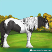 Horse Color:White Spotted Smoky Black Tobiano 