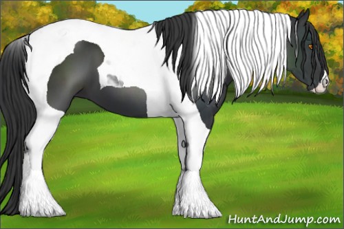 Horse Color:Black Tobiano 